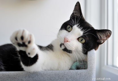 多指症の猫であるウィルバーに家を提供できますか？ 