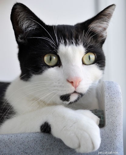 Можете ли вы предложить дом Уилбуру, нашему полидактильному коту?