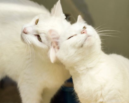 あなたの猫がお互いに仲良くしているかどうかを見分ける方法–探すべき6つの重要な行動。 
