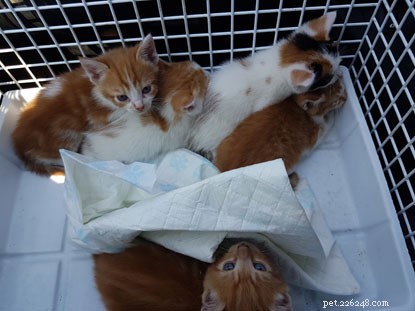 Swansea skip-kittens hebben een gelukkige ontsnapping.