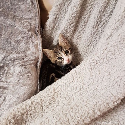 Acompanhamos o progresso de Daisy e seus adoráveis ​​gatinhos em nossa série de observação de gatinhos – aqui está uma atualização dos novos donos dos gatinhos sobre como eles estão se instalando em suas casas.