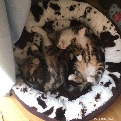 Abbiamo seguito i progressi di Daisy e dei suoi adorabili gattini nella nostra serie di orologi per gattini:ecco un aggiornamento dai nuovi proprietari dei gattini su come si stanno sistemando nelle loro case.