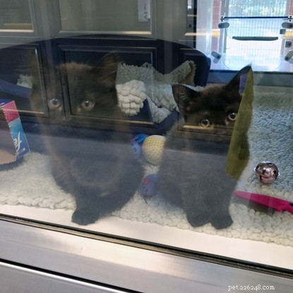 Наши милашки из Академии котят, Эппл и Абрикос, усыновлены!