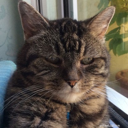 불쌍한 수염 고양이는 따뜻한 날씨에 집을 나섰을 때 실종되었습니다. 