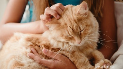 Varför du bör adoptera en katt – de fem bästa anledningarna.