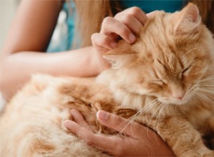 猫を養子にする理由–上位5つの理由。 