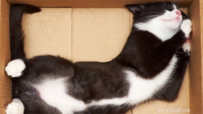 Proč byste měli adoptovat kočku – 5 hlavních důvodů.