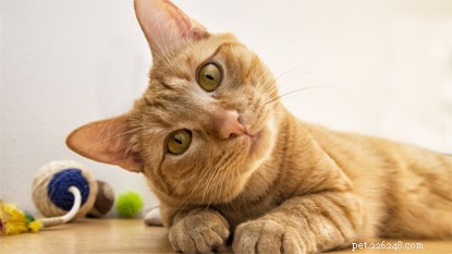 Pourquoi adopter un chat – les 5 principales raisons.