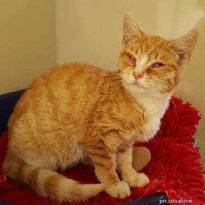 Nuova casa per Evie con il gatto rosso dopo il trattamento per l influenza felina