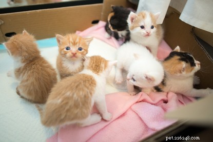 12 kittens geboren in één gezin onder de hoede van Cats Protection.