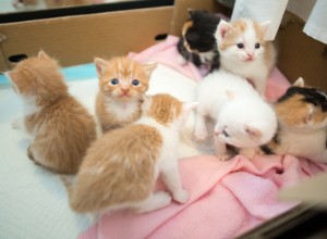 キャットプロテクションの世話で1つの家族に生まれた12匹の子猫。 