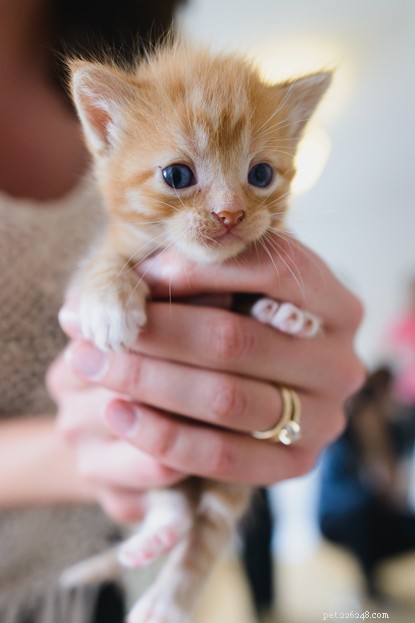 12 gattini nati da una famiglia affidata a Cats Protection.