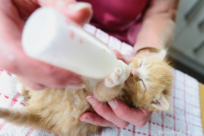 12 gatinhos nascidos de uma família sob os cuidados da Cats Protection.