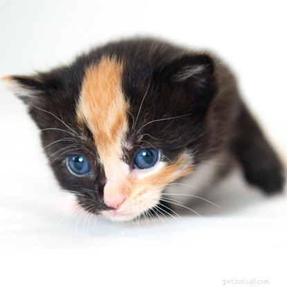 12 kattungar födda i en familj i Cats Protections vård.