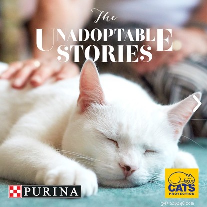 養子縁組センターに残された猫の悲しい話–すべての猫は家に値する！ 