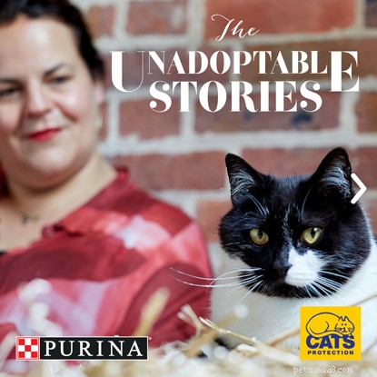 Het trieste verhaal van de katten achtergelaten in adoptiecentra - elke kat verdient een thuis!