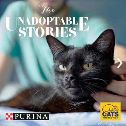 Den sorgliga berättelsen om katterna som lämnats kvar på adoptionscenter – varje katt förtjänar ett hem!
