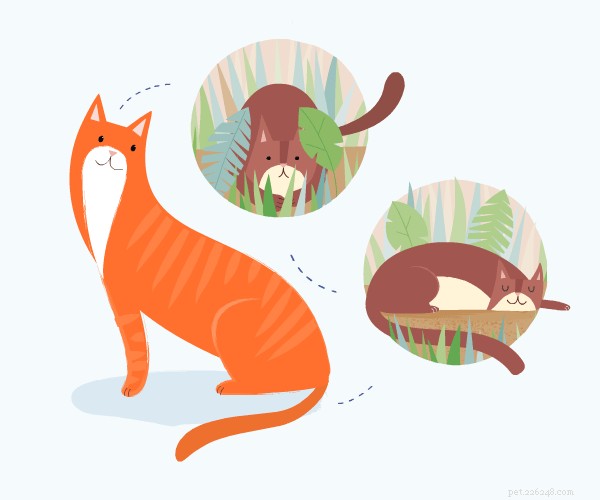 고양이와 고양이의 역사에 대해 알아보세요.