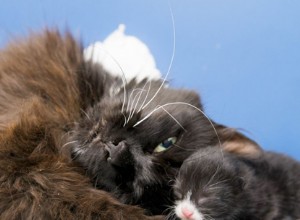 生まれたばかりの子猫と一緒に救助された後の、新しい母親のハリエットの救命手術の成功。 