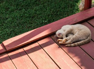 次のヒントに従って、猫に外でトイレを教えるのは簡単です。