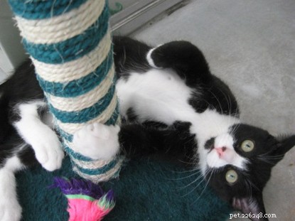 긁는 것은 고양이의 정상적인 행동이므로 애완동물이 가구를 손상시키지 않도록 고양이가 긁는 기둥을 사용하도록 훈련하는 방법은 다음과 같습니다.