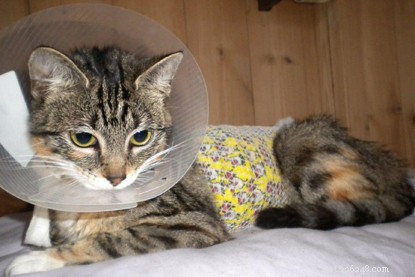 Northampton Branch salva una gattina incinta appena in tempo per il suo parto.