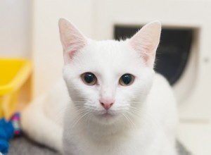 キューに横になるように猫を訓練する 