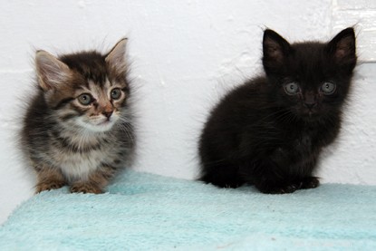 Três gatinhos minúsculos sobreviveram uma semana presos dentro de um carro sem comida ou água em uma viagem de Chipre para o Reino Unido. 