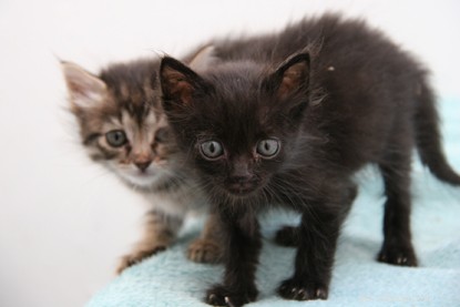 Три крошечных котенка пережили неделю, запертую в машине без еды и воды во время путешествия с Кипра в Великобританию. 