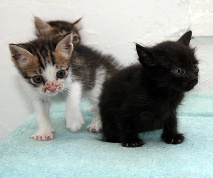 Drie kleine kittens hebben een week overleefd die vastzaten in een auto zonder voedsel of water op een reis van Cyprus naar het VK. 