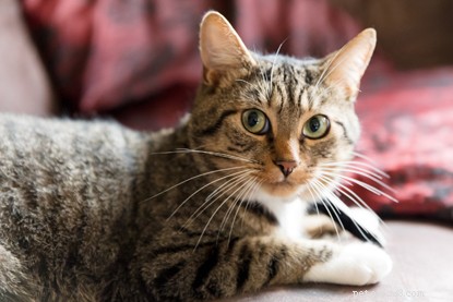 Proprietari di animali domestici:nomina il tuo gatto a ricevere una targa!