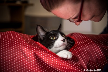 Кошка Артур невероятно изменила жизнь своей хозяйки Эмили и ее психическое здоровье.
