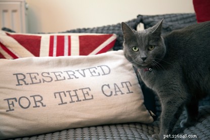 Por que os proprietários particulares devem permitir que seus inquilinos tenham gatos.