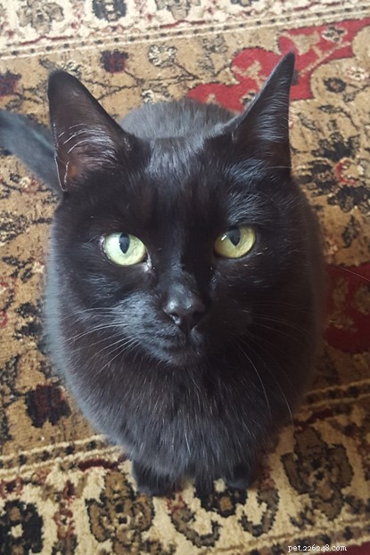 La storia di un bellissimo gatto nero che ha cambiato in meglio la vita del suo padrone.