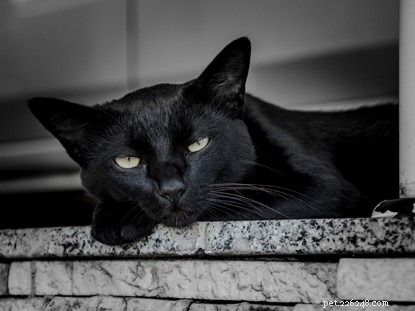 Svarta katters vidskepelse från hela världen