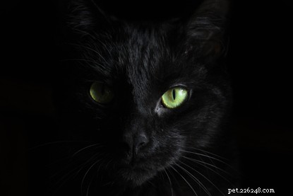 전 세계의 검은 고양이 미신