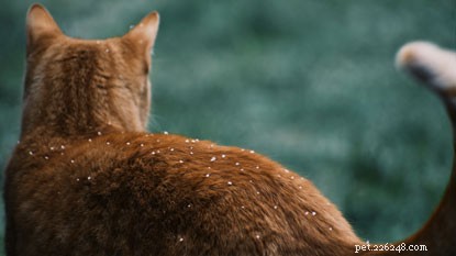 Frågesport:Är du expert på kattvård i kallt väder?
