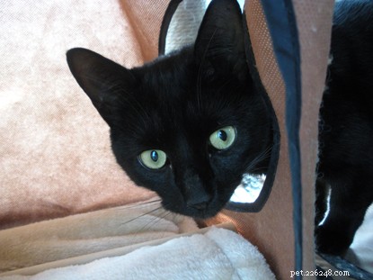 Nossos gatos do Dia Nacional do Gato Preto que foram adotados!