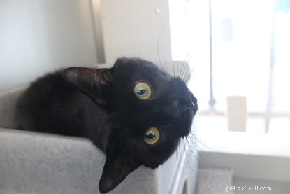 I nostri gatti della Giornata nazionale del gatto nero che sono stati adottati!