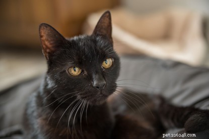 Naše kočky na Den černých koček, které byly adoptovány!