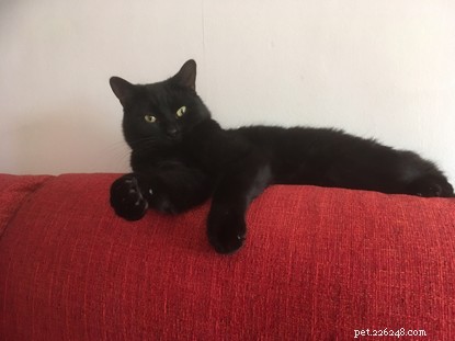 Приютили наших кошек, посвященных Национальному дню черной кошки!