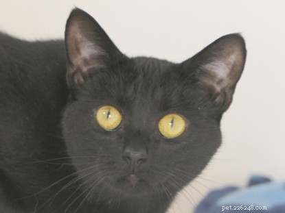 I nostri gatti della Giornata nazionale del gatto nero che sono stati adottati!