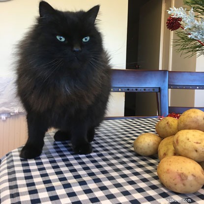 Olivier, un chat épris de pommes de terre, a retrouvé sa famille grâce à sa puce électronique à jour.