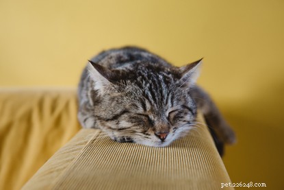 今年のあなたの猫のための決議–5つの猫の福祉の必要性。 
