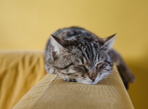 Předsevzetí pro vaši kočku v tomto novém roce – pět potřeb pro dobré životní podmínky koček. 