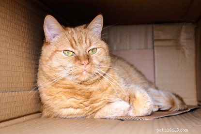 Wat is er met kartonnen dozen waar katten zo dol op zijn?