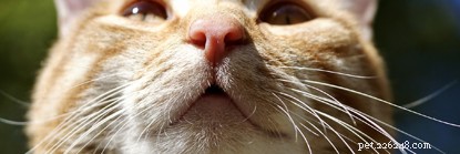 Dierenarts Helen Crofts legt uit waarom katten hun neus ophalen voor sinaasappels en citroenen. 