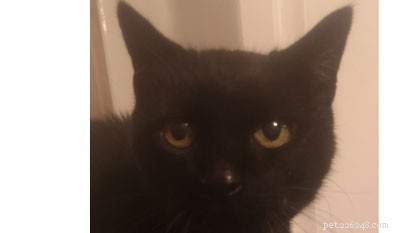 黒猫でも縞模様の猫でも、このロンドンファッションウィークにぴったりの猫が見つかります。 