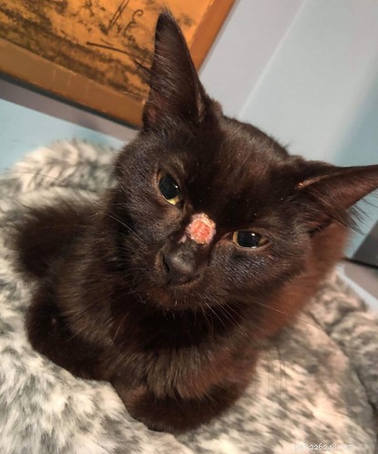 En liten, skadad kattunge har mirakulöst överlevt två veckor utomhus mitt på vintern.