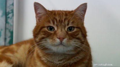 Ginger kat Thomas is herenigd met zijn baasje dankzij zijn microchip.